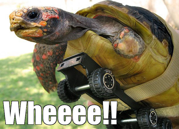 Wheeee+do+a+wheelie_2d1db3_4121951