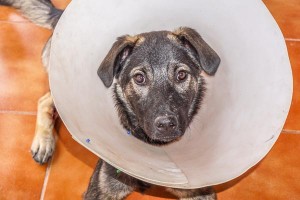 Milo