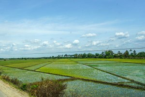 Rice Fields